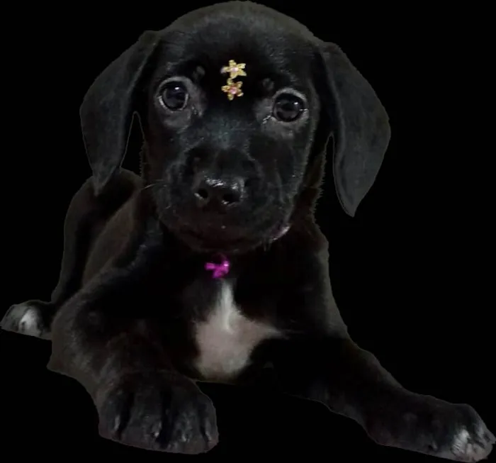 Cachorro raça Srd idade 2 a 6 meses nome Duda