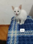 Sofia