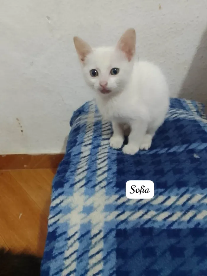 Gato ra a Srd idade 2 a 6 meses nome Sofia