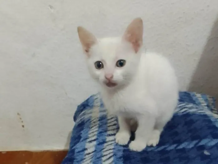 Gato ra a Srd idade 2 a 6 meses nome Sofia