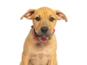 Cachorro raça SRD-ViraLata idade Abaixo de 2 meses nome Maitê