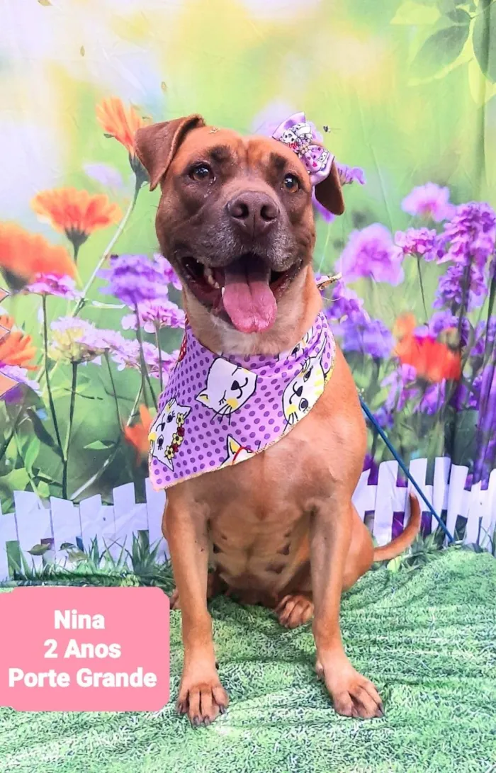 Cachorro ra a Pit-Bull idade 2 anos nome Nina 