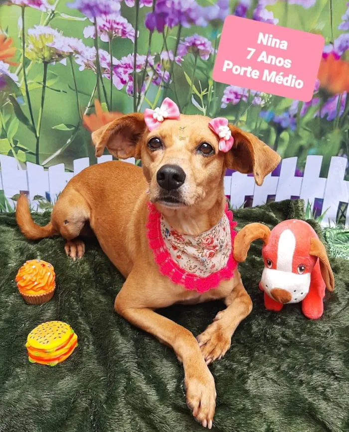 Cachorro raça SRD-ViraLata idade 6 ou mais anos nome Nina 7 anos