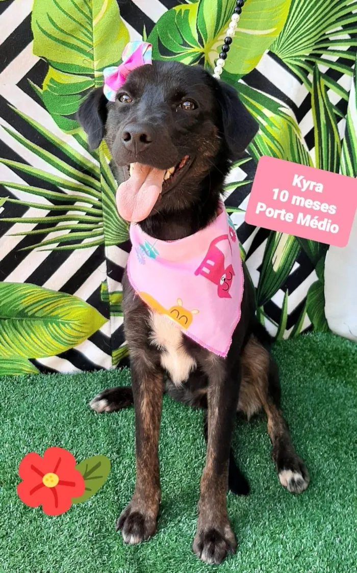 Cachorro raça SRD-ViraLata idade 7 a 11 meses nome Kyra