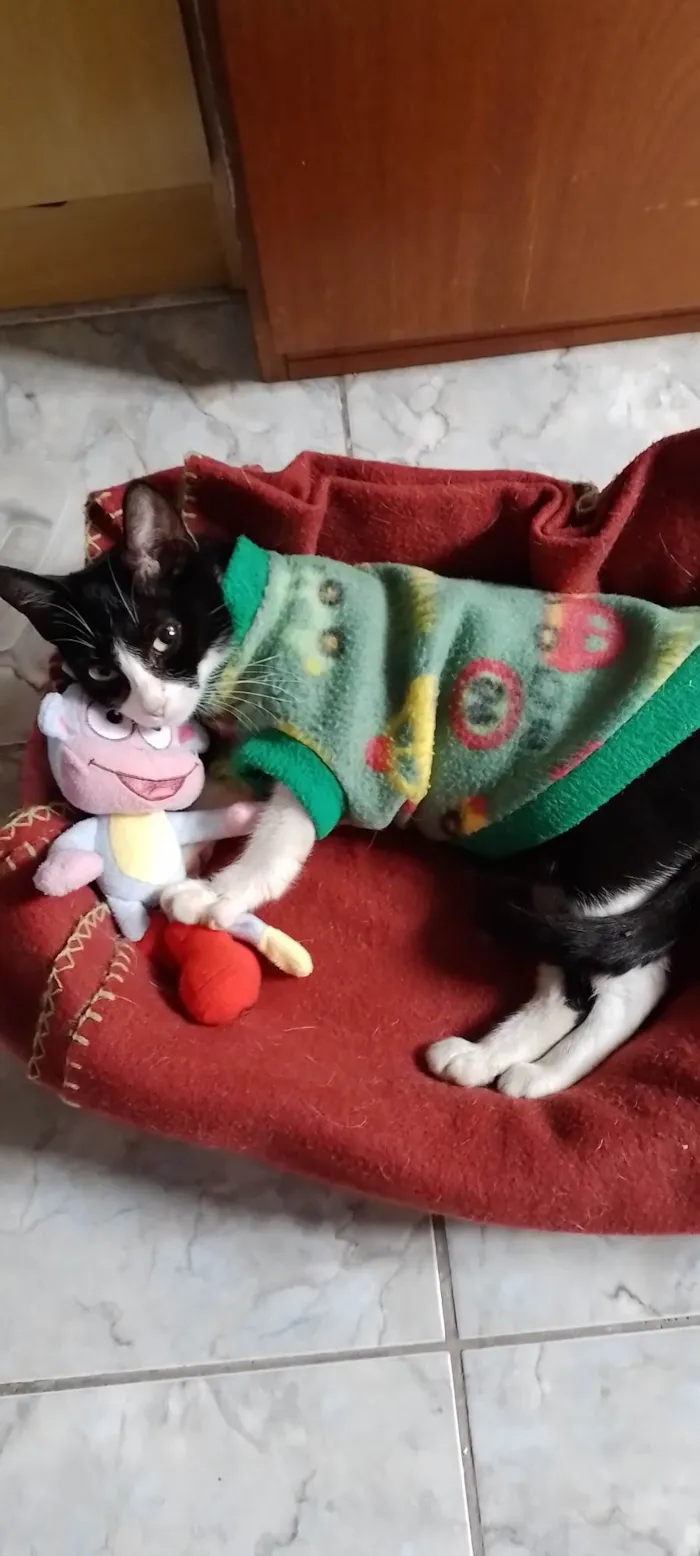 Gato ra a SRD idade 7 a 11 meses nome Laurinha