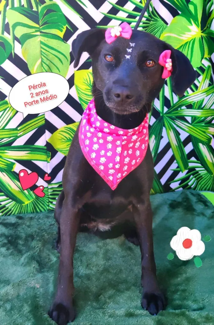 Cachorro raça SRD-ViraLata idade 2 anos nome Pérola 