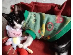 Gato raça SRD idade 7 a 11 meses nome Laurinha