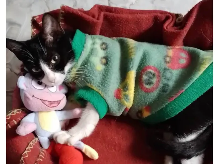 Gato ra a SRD idade 7 a 11 meses nome Laurinha
