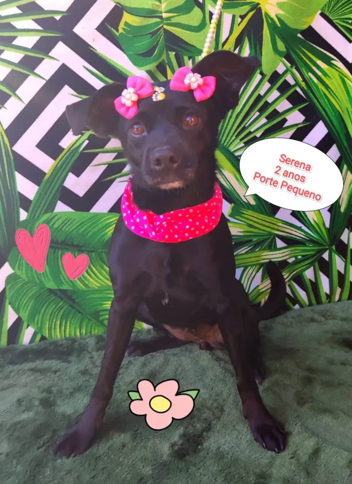 Cachorro raça SRD-ViraLata idade 2 anos nome Serena