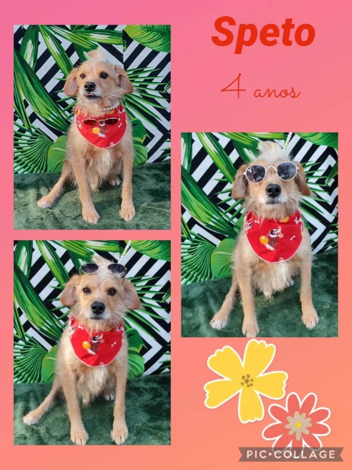 Cachorro raça SRD-ViraLata idade 4 anos nome Speto 