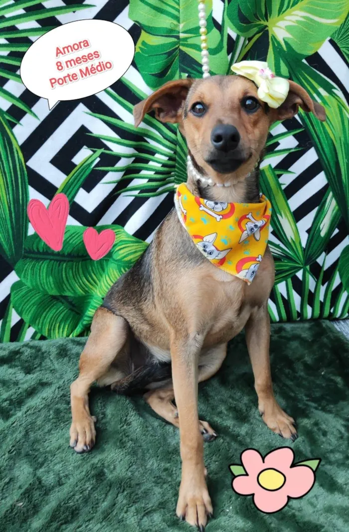 Cachorro raça SRD-ViraLata idade 7 a 11 meses nome Amora 
