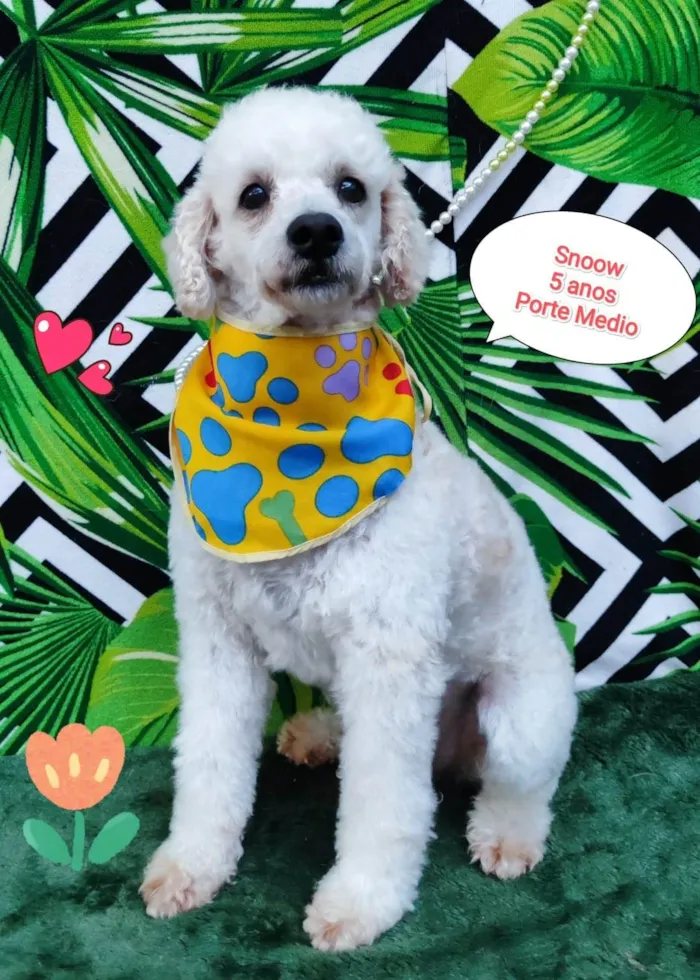 Cachorro raça Poodle idade 5 anos nome Snoow 