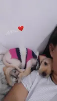 Tica