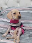 Tica