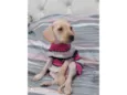 Tica