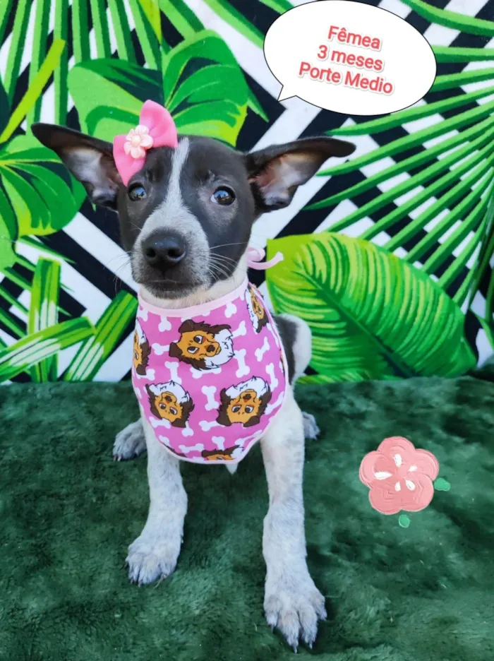 Cachorro raça SRD-ViraLata idade 2 a 6 meses nome Milla 