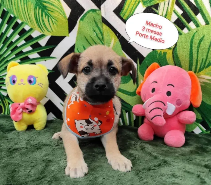 Cachorro raça SRD-ViraLata idade 2 a 6 meses nome Beto