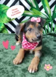 Cachorro raça SRD-ViraLata idade 2 a 6 meses nome Heloa