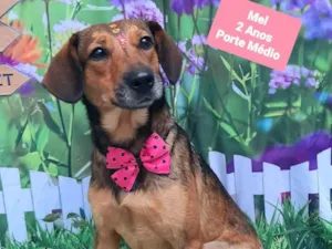 Cachorro raça SRD-ViraLata idade 2 anos nome Mel 2 anos