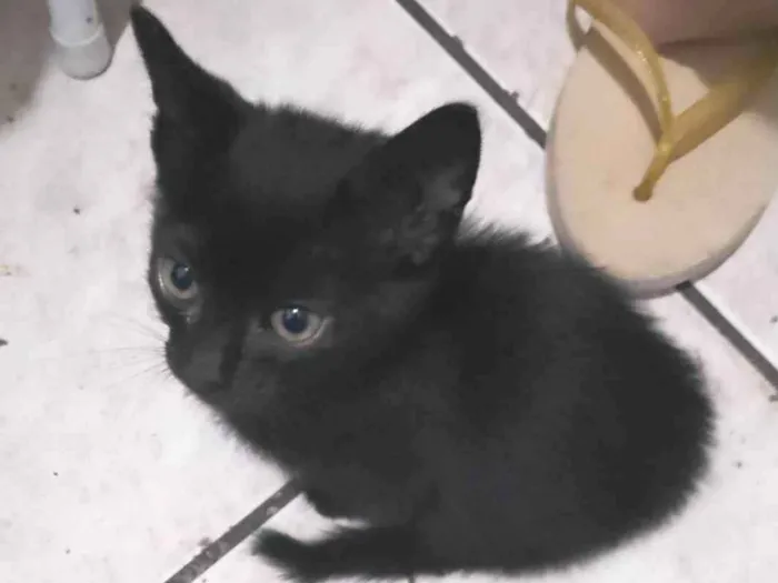 Gato ra a Vira lata  idade 2 a 6 meses nome Não tem nome 