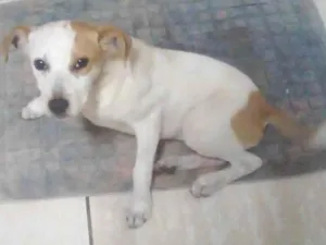 Cachorro raça Vira lata idade 7 a 11 meses nome Paçoca 