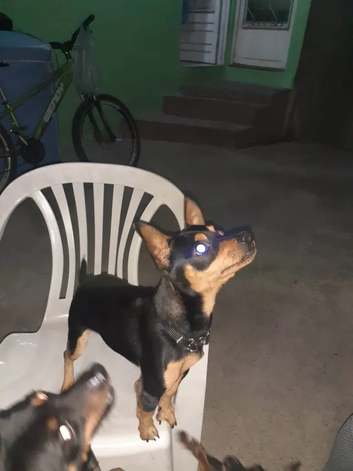 Cachorro ra a Pinscher idade 7 a 11 meses nome Betovem 