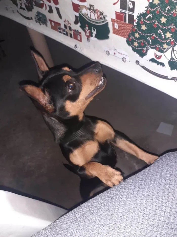 Cachorro ra a Pinscher idade 7 a 11 meses nome Betovem 