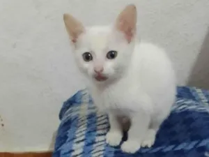 Gato raça Srd idade 2 a 6 meses nome Sofia