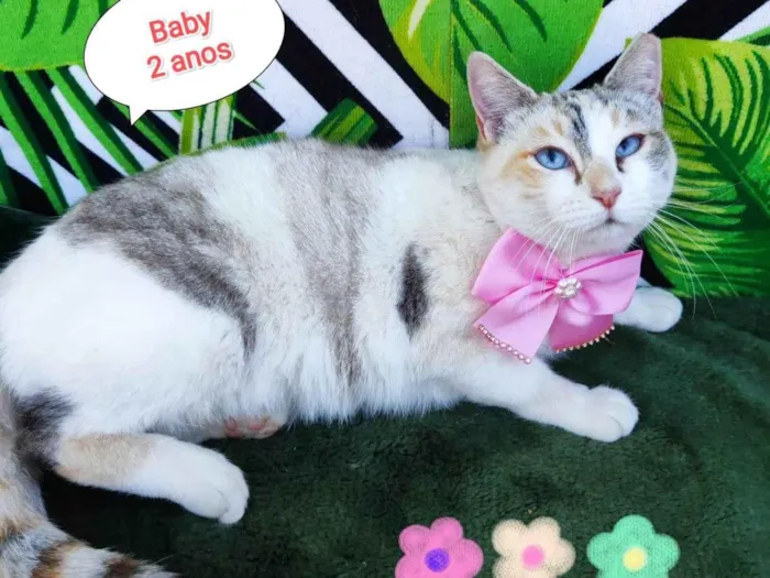 Gato raça SRD-ViraLata idade 2 anos nome Baby