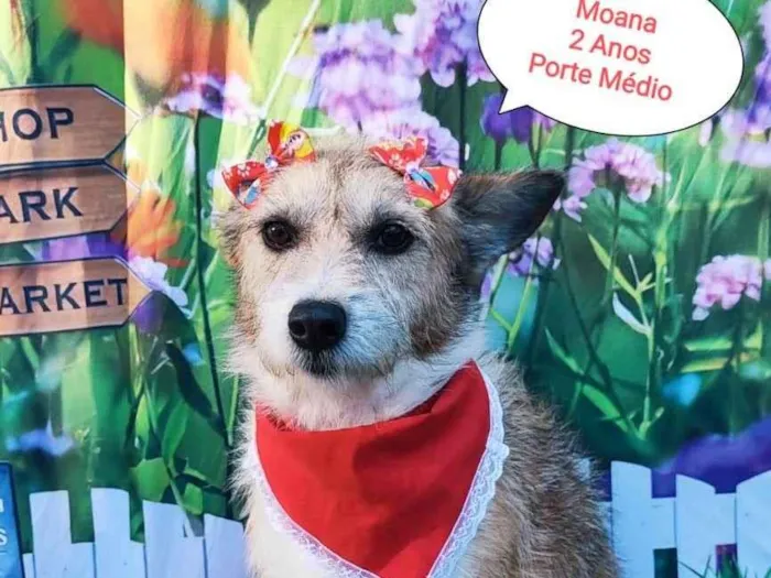 Cachorro raça SRD-ViraLata idade 2 anos nome Moana