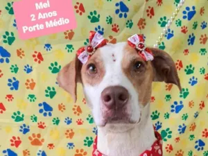 Cachorro raça SRD-ViraLata idade 2 anos nome Mel