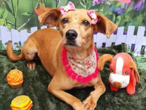 Cachorro raça SRD-ViraLata idade 6 ou mais anos nome Nina 7 anos