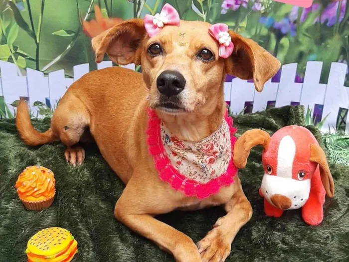 Cachorro raça SRD-ViraLata idade 6 ou mais anos nome Nina 7 anos