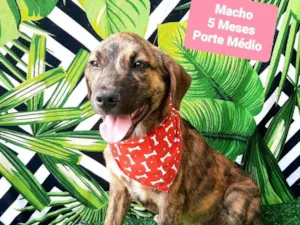 Cachorro raça SRD-ViraLata idade 2 a 6 meses nome Tigrado