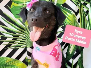 Cachorro raça SRD-ViraLata idade 7 a 11 meses nome Kyra