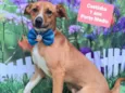 Cachorro raça SRD-ViraLata idade 1 ano nome Cestinha