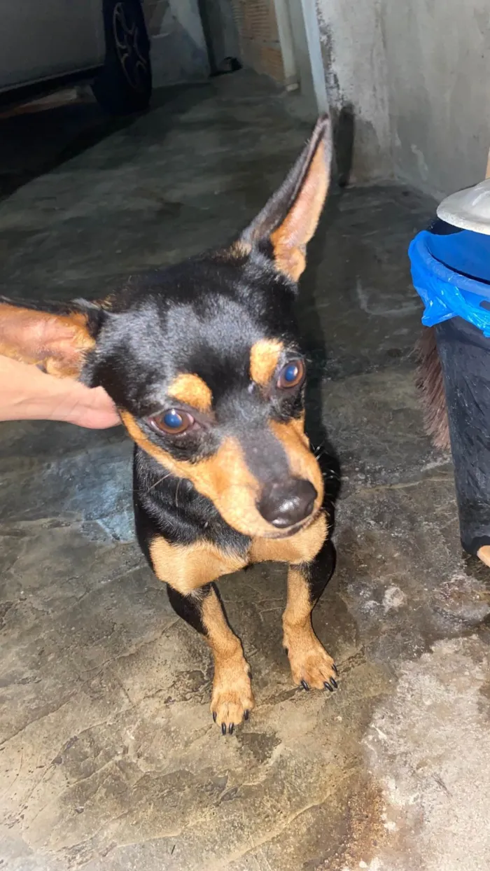 Cachorro ra a Pinscher idade 7 a 11 meses nome Betovem 