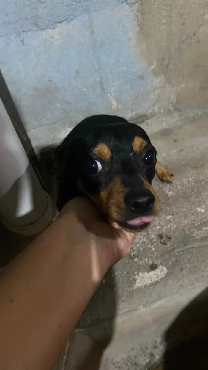 Cachorro ra a Pinscher idade 7 a 11 meses nome Betovem 