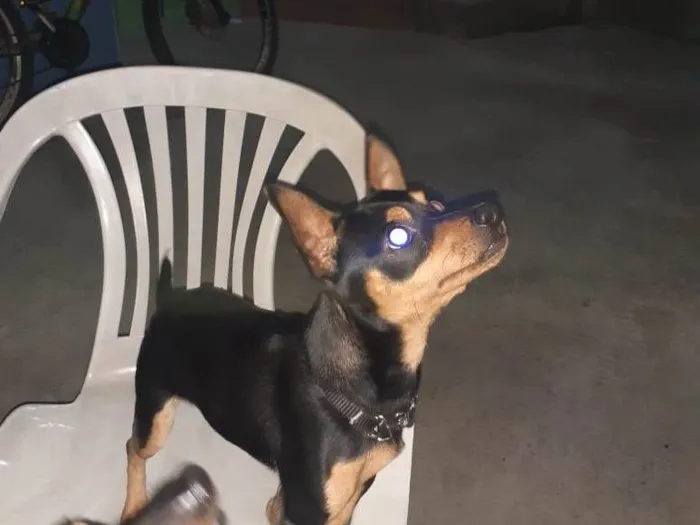 Cachorro ra a Pinscher idade 7 a 11 meses nome Betovem 