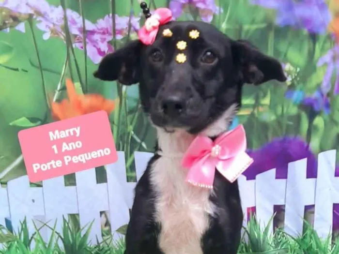 Cachorro raça SRD-ViraLata idade 1 ano nome Marry