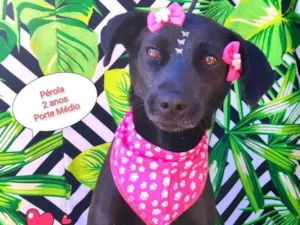 Cachorro raça SRD-ViraLata idade 2 anos nome Pérola 