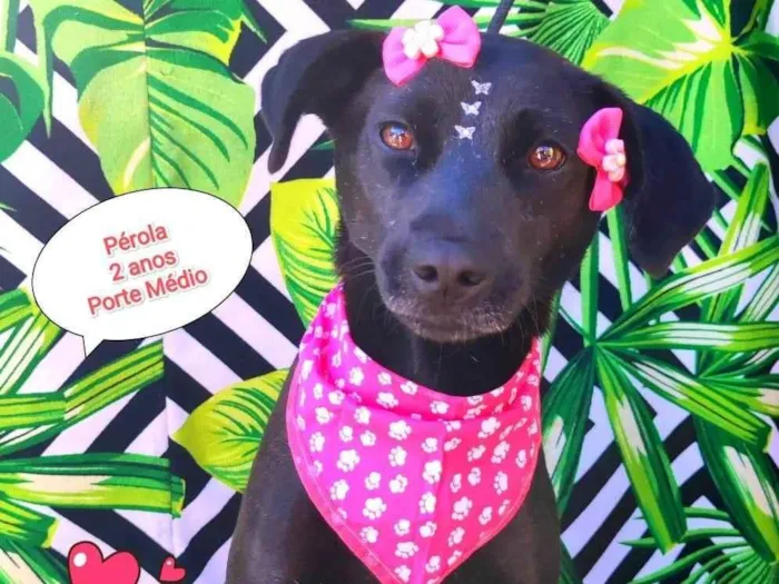 Cachorro raça SRD-ViraLata idade 2 anos nome Pérola 