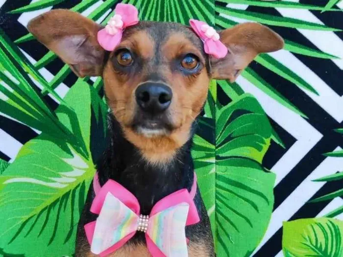 Cachorro raça SRD-ViraLata idade 3 anos nome Julinha