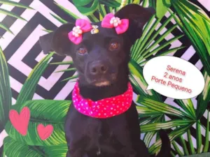 Cachorro raça SRD-ViraLata idade 2 anos nome Serena