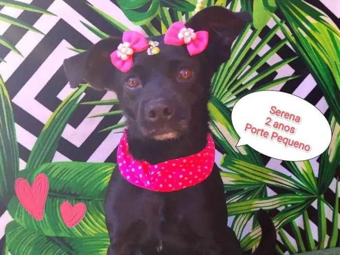 Cachorro raça SRD-ViraLata idade 2 anos nome Serena
