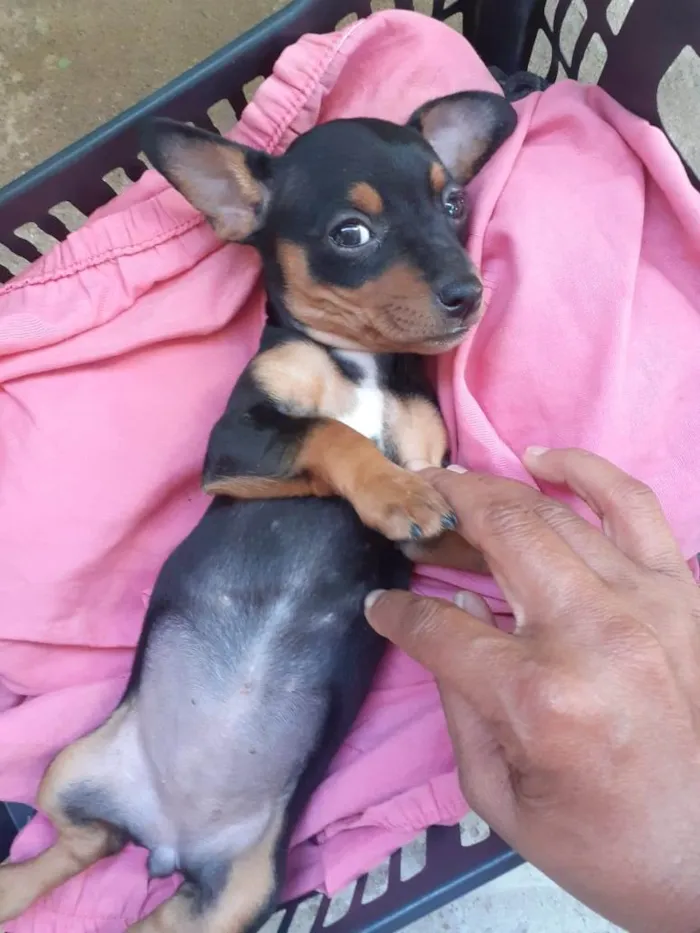 Cachorro ra a Pinscher idade 2 a 6 meses nome Não possui nome ainda 