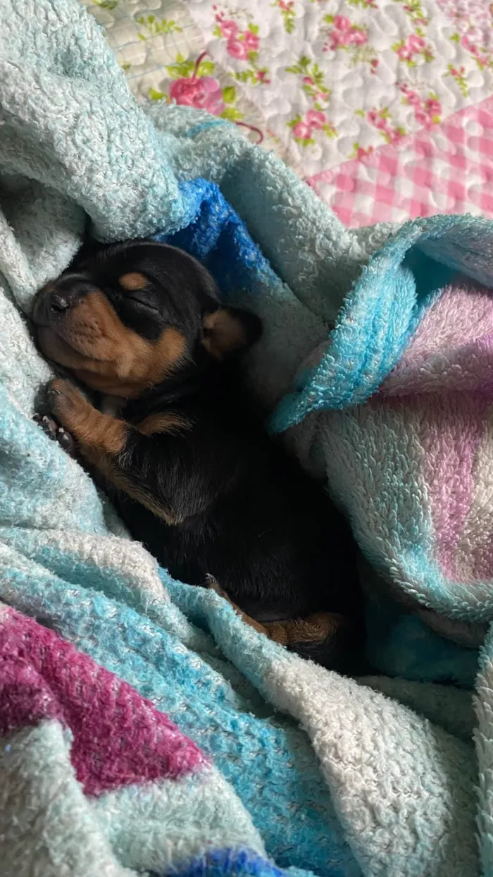 Cachorro ra a Pinscher idade 2 a 6 meses nome Não possui nome ainda 