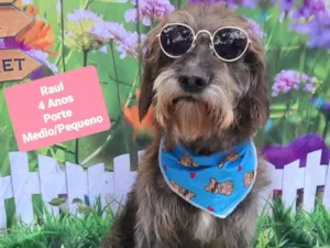 Cachorro raça SRD-ViraLata idade 4 anos nome Raul