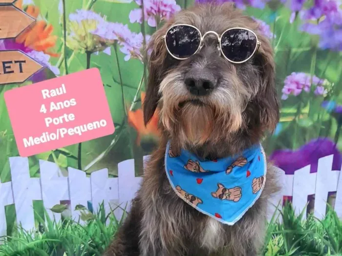 Cachorro raça SRD-ViraLata idade 4 anos nome Raul