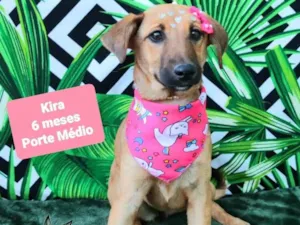 Cachorro raça SRD-ViraLata idade 2 a 6 meses nome Kira